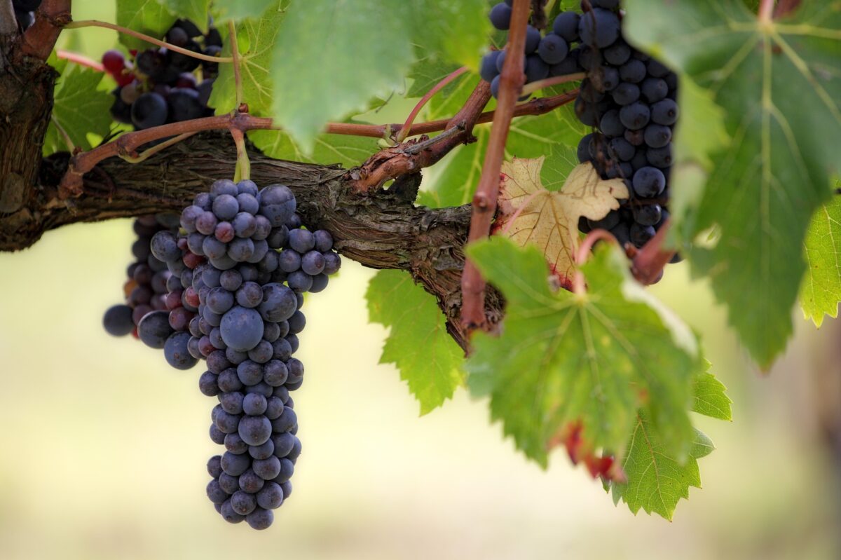 Zbliżenie na kiść ciemnych winogron